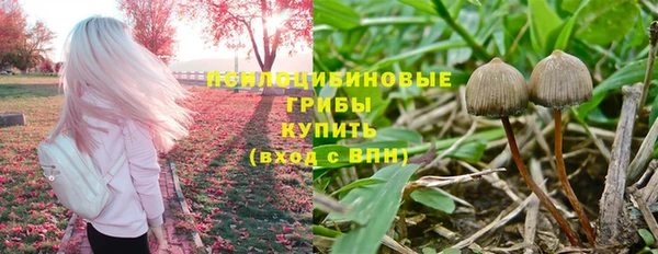стаф Алзамай